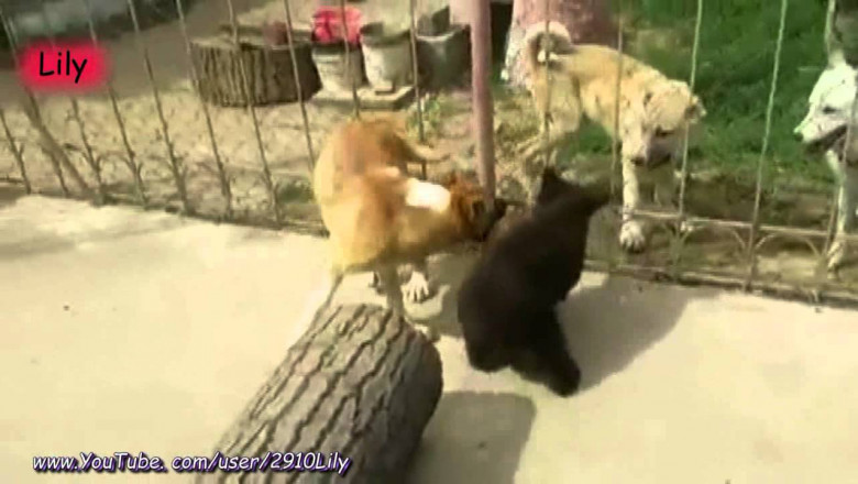 Дружеская потасовка 