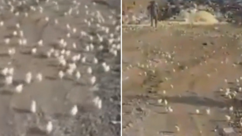 Свалка стала инкубатором 