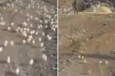 Свалка стала инкубатором 