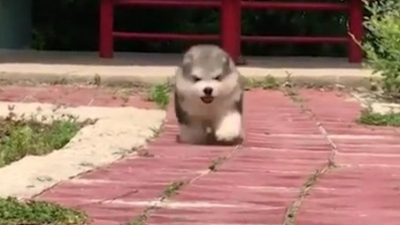 Умилительный щенок 