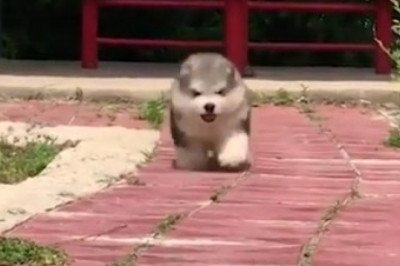 Умилительный щенок 