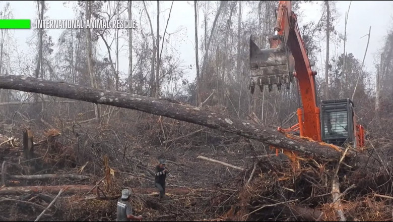 Отчаяние орангутанга 