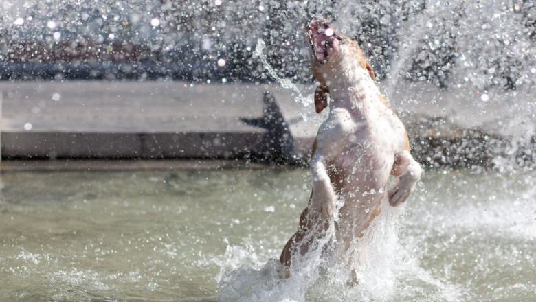 Собака купается в фонтане 