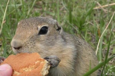 Забавные суслики 