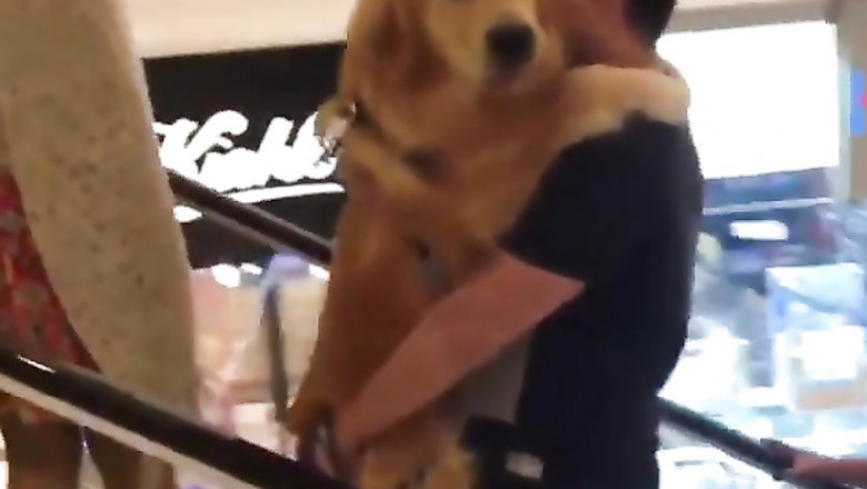 Молодой пёс на эскалаторе 