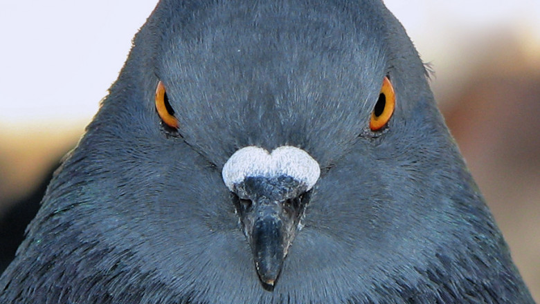 Рыба с головой голубя 