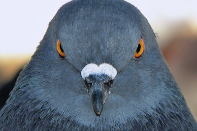 Рыба с головой голубя 