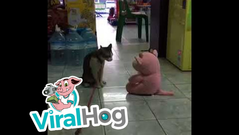 Котяра - боец 