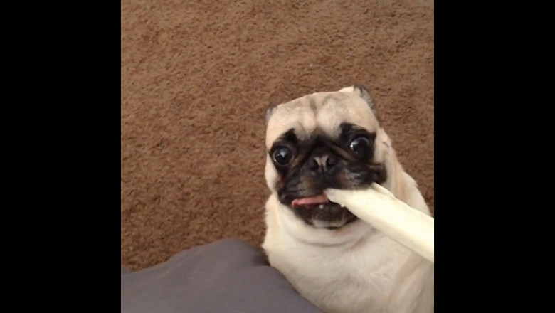 Смешные звуки , издаваемые собаками  