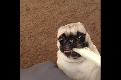 Смешные звуки , издаваемые собаками  