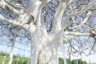 Дерево - призрак 