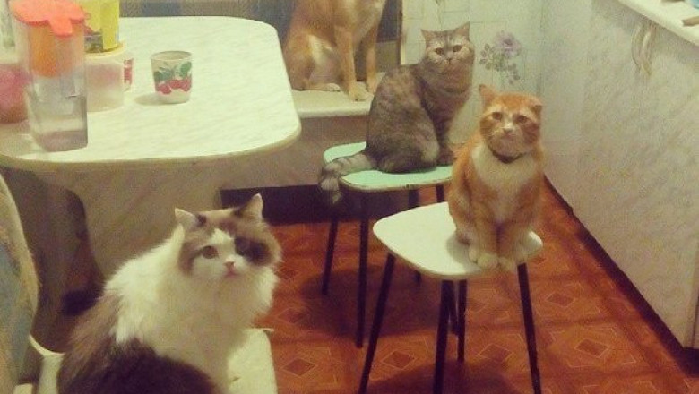 В окружении кота и собак  