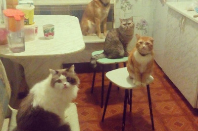 В окружении кота и собак  