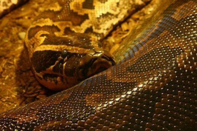 Огромный питон проглотил женщину 