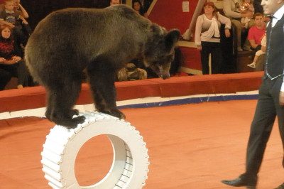 Разгневанный медведь 