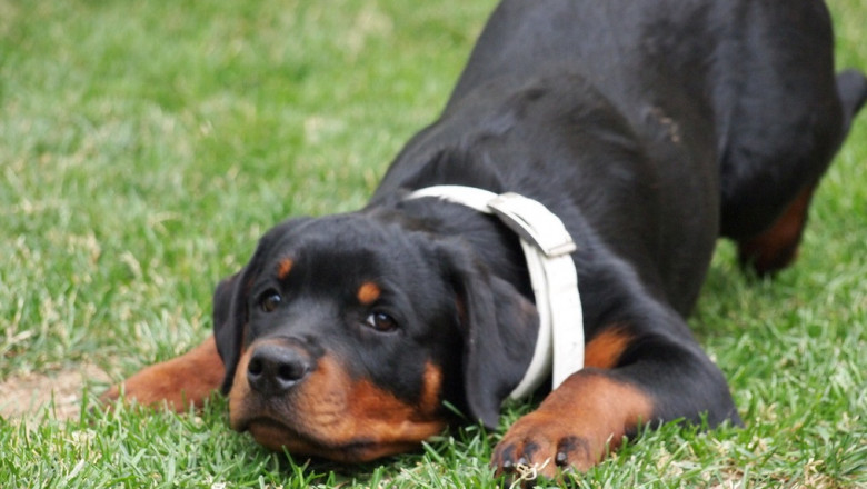 Пьяная дама с " собачкой"