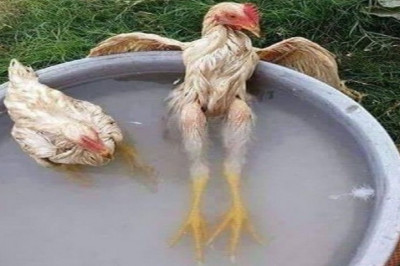 Курица спит  в тазу с водой  