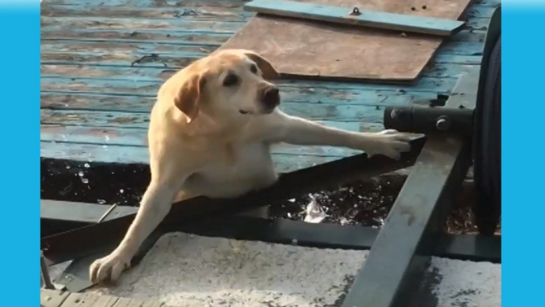 Реакция собак на воду 