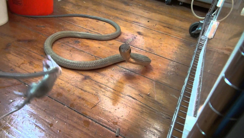 Развлечения бесстрашного любителя змей