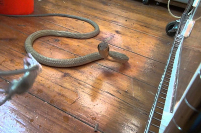 Развлечения бесстрашного любителя змей