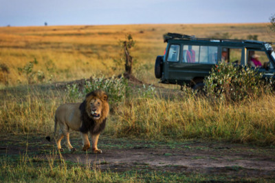 В сафари неосмотрительный поступок туриста едва не стоил ему жизни  