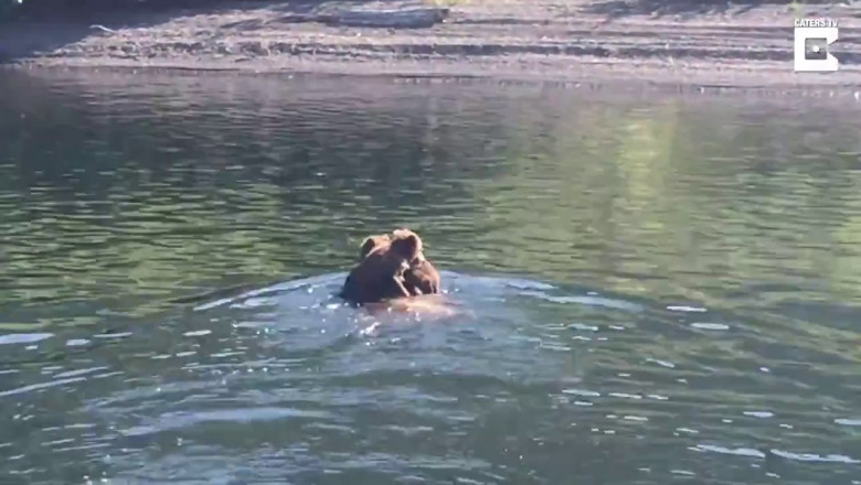 Медведица продемонстрировала мастер-класс по плаванию 