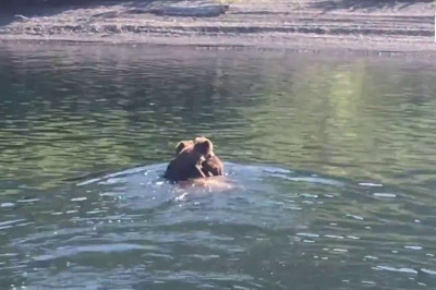 Медведица продемонстрировала мастер-класс по плаванию 