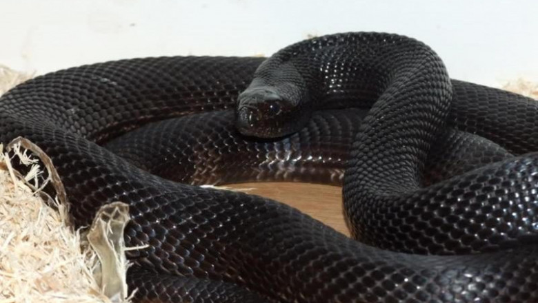 Ловушка для похитителя кур 