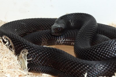 Ловушка для похитителя кур 