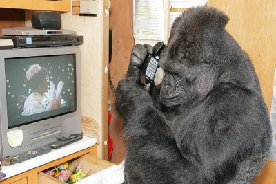 Умеющая говорить горилла умерла в США