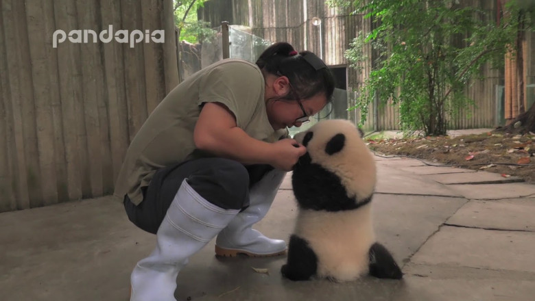 Смотрительница питомника и детёныш  панды 