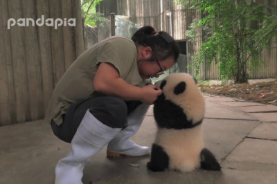 Смотрительница питомника и детёныш  панды 