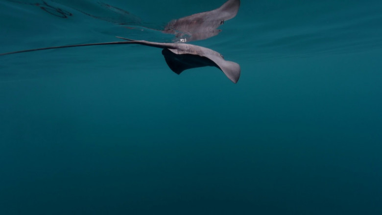 Хвост касатки оглушает ската 