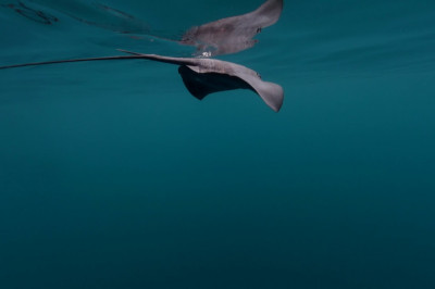 Хвост касатки оглушает ската 