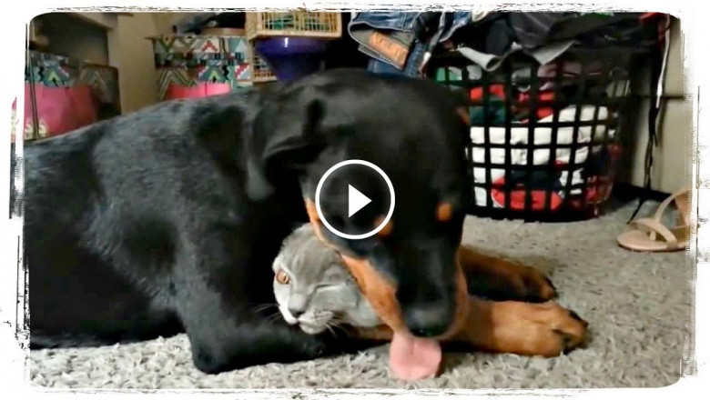 Они такие разные ...