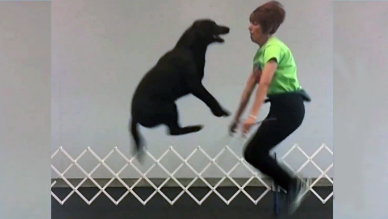 Забавные лабрадоры 