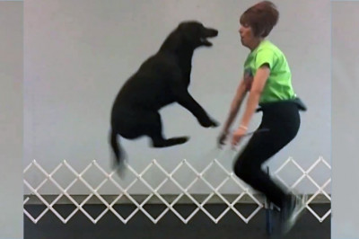 Забавные лабрадоры 