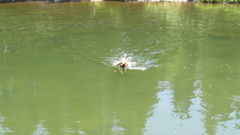 Собака , издающая хрюкающие звуки 