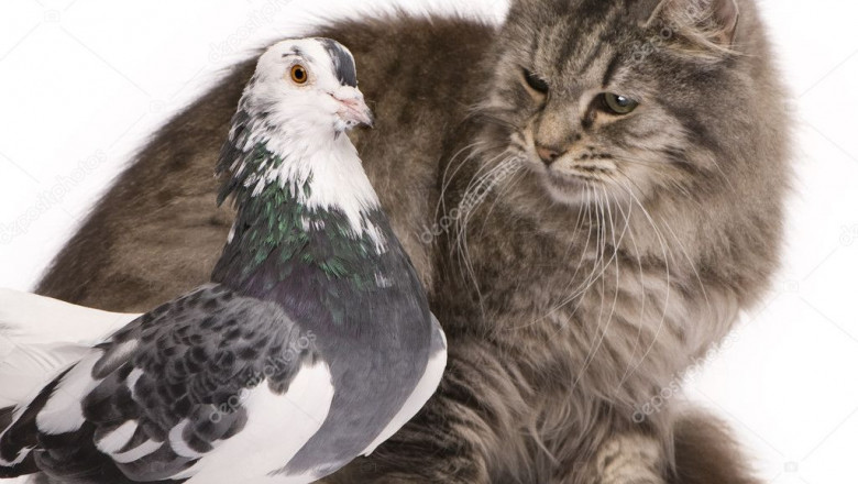 Рискованная дружба 