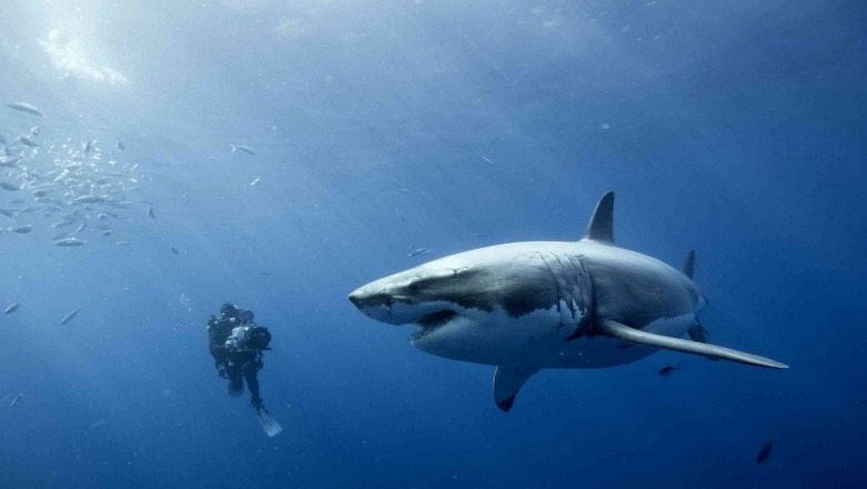 Встреча с белой акулой
