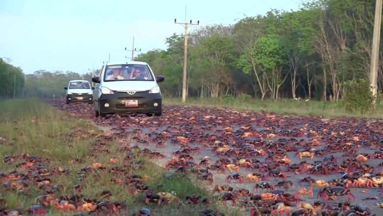 Миграция крабов 