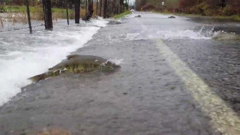 В США рыбы перебегали дороги 