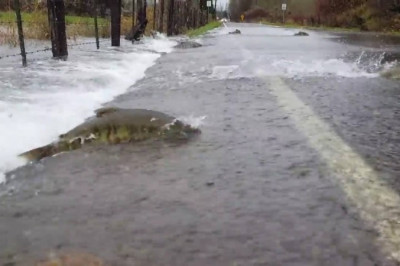 В США рыбы перебегали дороги 