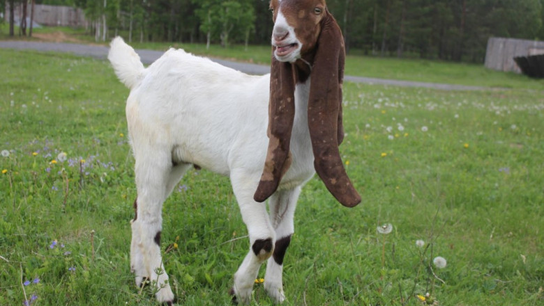 Забавные козочки 