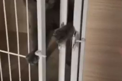 Кошка открывает щеколду 