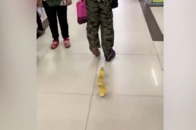 Утята в торговом центре 