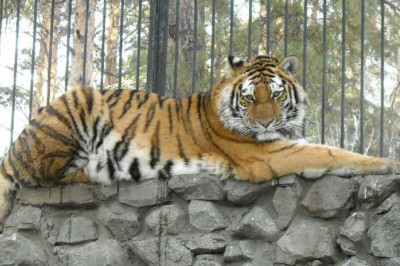 Тигр в зоопарке пытается напасть на посетителей 