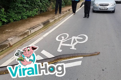 Анаконда не торопливо пересекала дорогу 