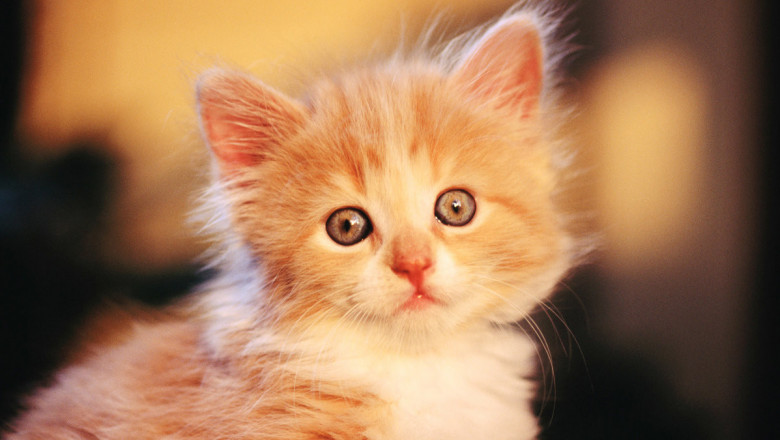 Счастливый Рыжик 