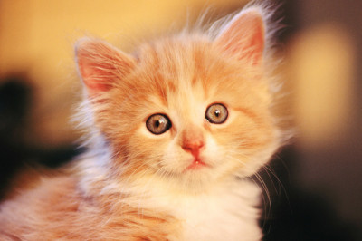 Счастливый Рыжик 